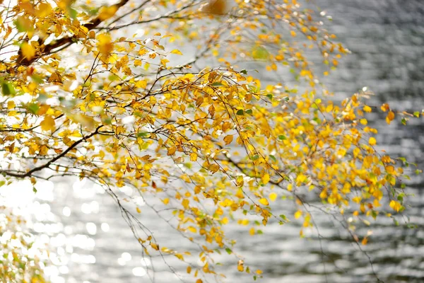 Schöne Goldene Blätter Auf Einem Ast Strahlenden Herbsttag See Oder — Stockfoto
