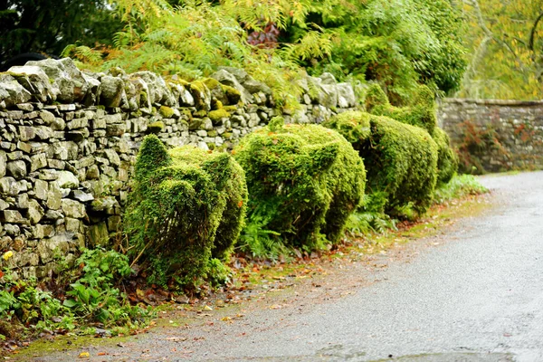 灌木修剪成三只猪的形状 英国坎布里亚湖区路边的雕塑植物 — 图库照片
