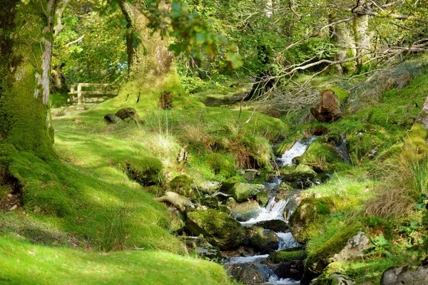 Buttermere Gölü Yakınlarındaki Woodland Ngiltere Nin Lake District Bölgesinde Yer — Stok fotoğraf