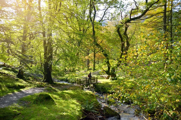 Woodland Poblíž Jezera Buttermere Které Nachází Lake District Velká Británie — Stock fotografie