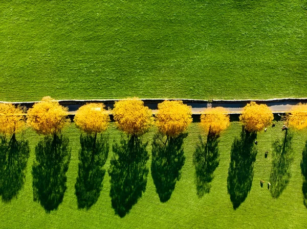 Vista Aérea Cima Para Baixo Árvores Outono Amarelas Crescendo Longo — Fotografia de Stock