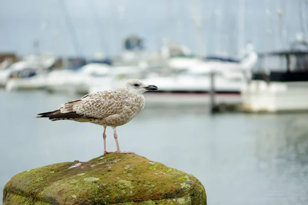 Seagulls Pier Whitehaven Harbour Cumbria England Cold Rainy Autumn Day — Stock Photo, Image