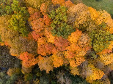 Yeşil ve sarı ağaçlar ile sonbahar ormanHavadan yukarıdan aşağıya görünümü. Karışık yaprak döken ve iğne yapraklı orman. Vilnius şehrinde güzel sonbahar manzarası, Litvanya