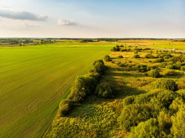 Yazın güzel bir orman manzarası. Güneşli yaz gününde yeşil ağaçlar ve tarlalar. Litvanya, Vilnius 'taki şehir parkı manzarası.