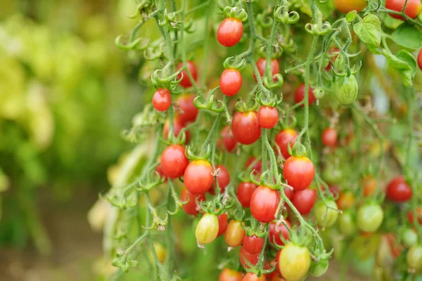 Biologische Verse Tomatenplanten Rijpen Een Struik — Stockfoto