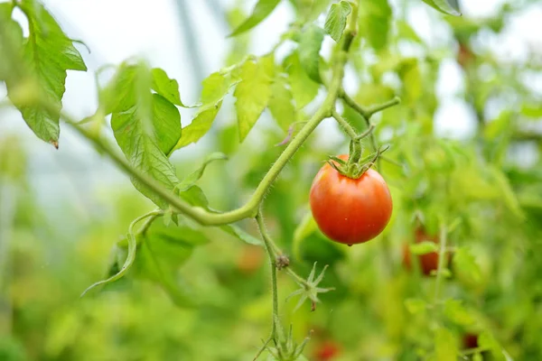 Biologische Verse Tomatenplanten Rijpen Een Struik — Stockfoto