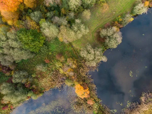 Vista Aérea Cima Para Baixo Floresta Outono Com Árvores Verdes — Fotografia de Stock