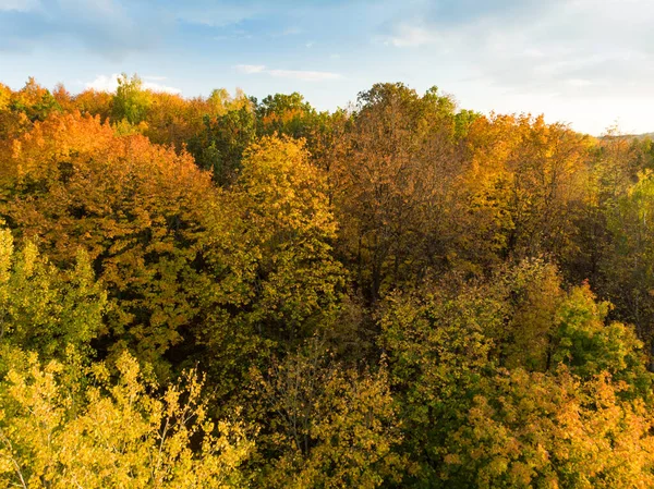 Letecký Pohled Podzimní Les Zelené Žluté Stromy Smíšeného Listnatého Jehličnatého — Stock fotografie