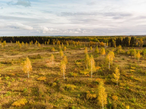 Luftaufnahme Des Herbstwaldes Mit Grünen Und Gelben Bäumen Laub Und — Stockfoto