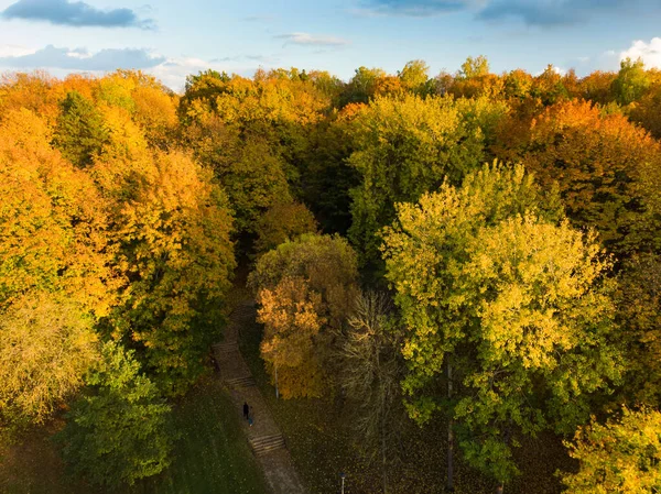 Vue Aérienne Forêt Automne Avec Des Arbres Verts Jaunes Forêt — Photo