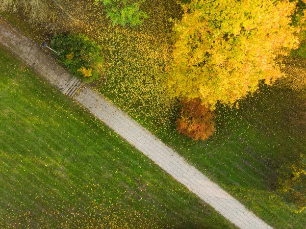 Vista Aérea Cima Para Baixo Floresta Outono Com Árvores Verdes — Fotografia de Stock