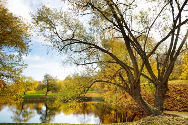 Renkli şehir park sahne ile turuncu ve sarı yaprakları sonbaharda. Güzel sonbahar sahne Vilnius, Litvanya