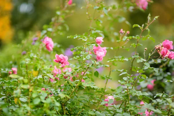 Heldere Rose Roos Bloemen Een Achtertuin Herfst Herfstseizoen Decoratieve Bloemen — Stockfoto