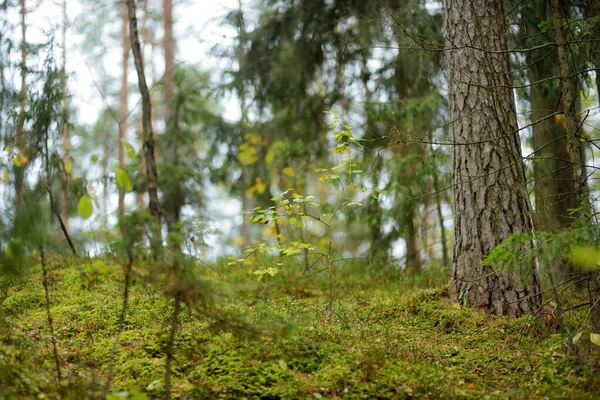 Gyönyörű Vegyes Fenyő Lombhullató Erdő Litvánia Európa — Stock Fotó