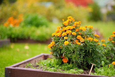 Baharda bahçedeki parlak turuncu kadife çiçekleri. Sonbahar sezonu. Dışarıdaki dekoratif çiçekler..