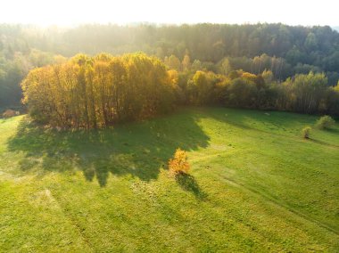 Yeşil ve sarı ağaçları ile sonbahar orman hava görünümünü. Karışık yapraklı ve iğne yapraklı orman. Güzel sonbahar sahne Vilnius city, Litvanya yakınındaki