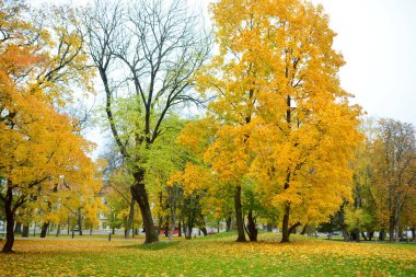 Renkli şehir park sahne ile turuncu ve sarı yaprakları sonbaharda. Güzel sonbahar sahne Vilnius, Litvanya