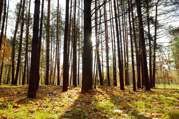 Színes City Park Jelenet Ősszel Narancs Sárga Lomb Szép Őszi — Stock Fotó