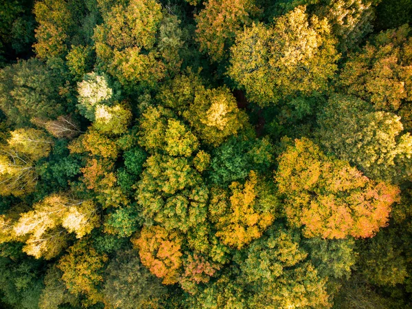 Повітряна Зверху Вниз Вид Осіннього Лісу Зеленими Жовтими Деревами Мішаний — стокове фото