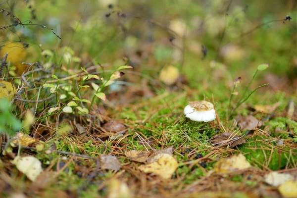 秋の森の中でアガリックアマニタムスカリア毒キノコを飛ぶ — ストック写真