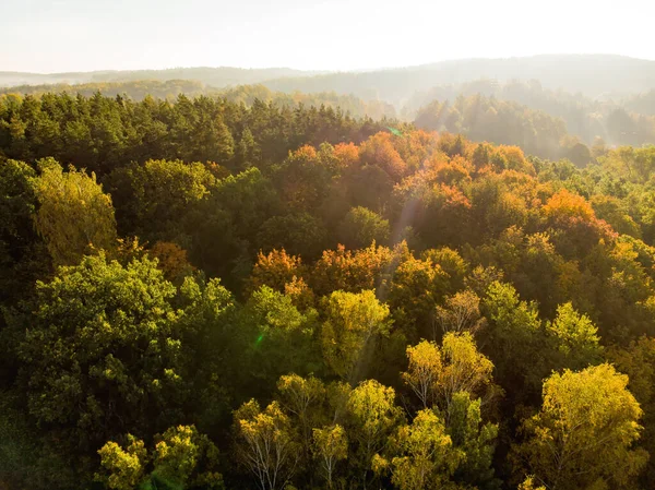 Vue Aérienne Forêt Automne Avec Des Arbres Verts Jaunes Forêt — Photo