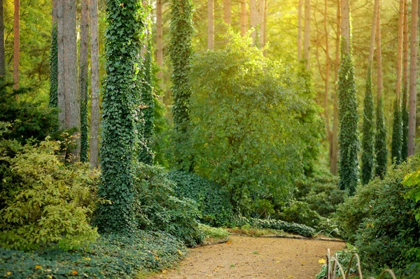 Dettagli Bella Foresta Mista Pini Latifoglie Lituania Europa — Foto Stock