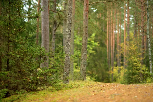 Belle Forêt Mixte Pins Feuillus Lituanie Europe — Photo