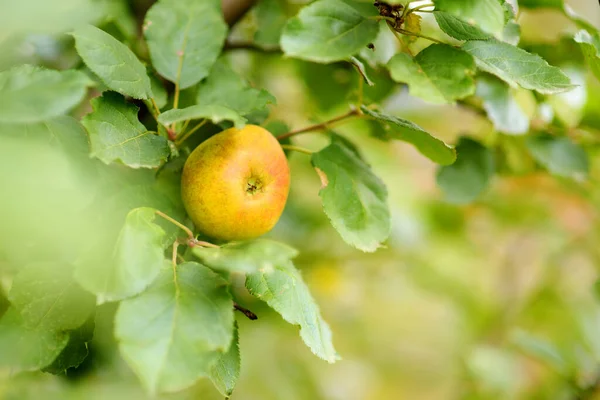 Bright Ripe Yellow Apple Apple Tree Branch Sunny Summer Day — Stock Photo, Image