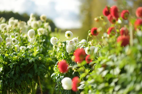 Kleurrijke Dahlia Bloemen Een Achtertuin Herfst Herfstseizoen Decoratieve Bloemen Buiten — Stockfoto