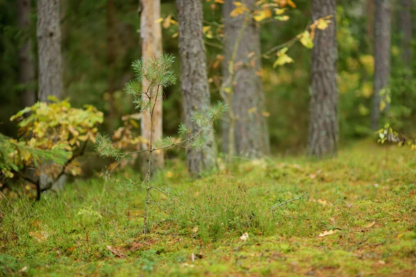 Krásný Smíšený Borovicový Listnatý Les Litva Evropa — Stock fotografie