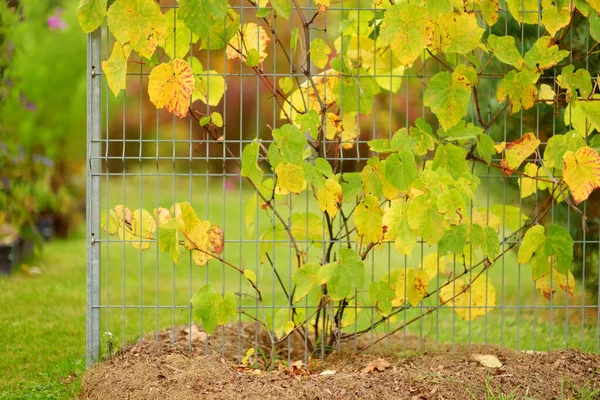 Hermosas Hojas Doradas Una Rama Árbol Brillante Día Otoño — Foto de Stock