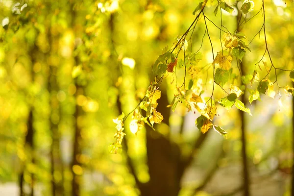 Schöne Goldene Blätter Auf Einem Ast Einem Strahlenden Herbsttag — Stockfoto