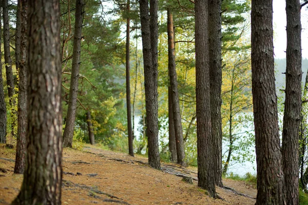 Güzel Bir Çam Yaprak Döken Orman Litvanya Avrupa — Stok fotoğraf