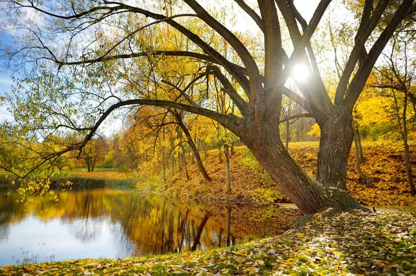 Красочная Сцена Городском Парке Осенью Оранжевой Желтой Листвой Красивые Осенние — стоковое фото