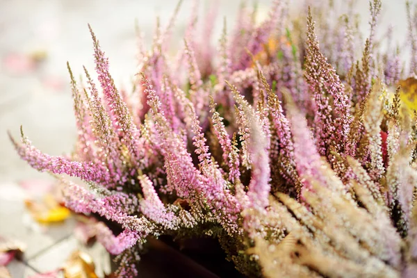 Çiçek Açan Bir Kenevir Bitkisinin Detayları Güzel Açık Hava Manzarası — Stok fotoğraf