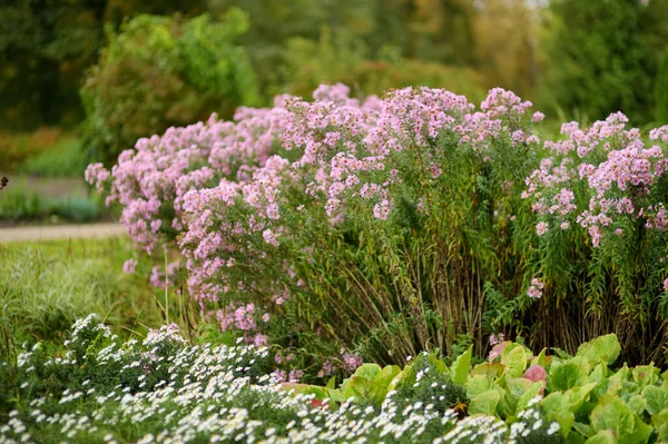 Différentes Nuances Fleurs Chrysantemum Violet Dans Jardin Arrière Cour Automne — Photo