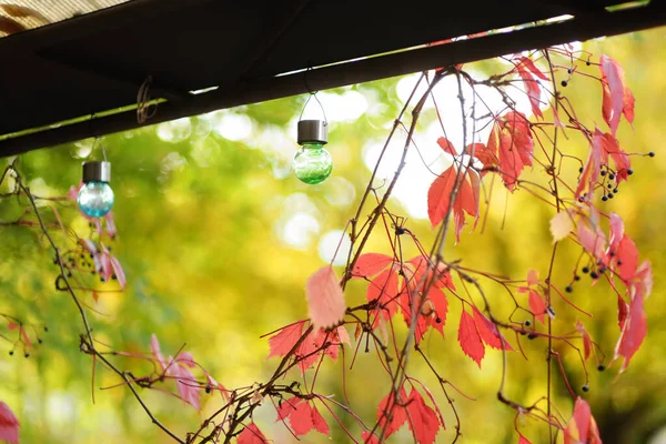 Цветные Солнечные Лампочки Висят Заборе Сада Украшены Красивыми Красными Листьями — стоковое фото