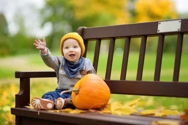 Mignon Petit Garçon Assis Près Petite Citrouille Colorée Jour Ensoleillé — Photo