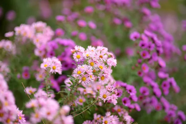 秋に裏庭の庭で紫色の菊の花の異なる色合い 屋外装飾花 — ストック写真