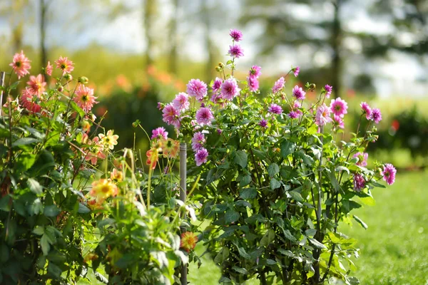秋に裏庭の庭でカラフルなダリアの花 屋外装飾花 — ストック写真