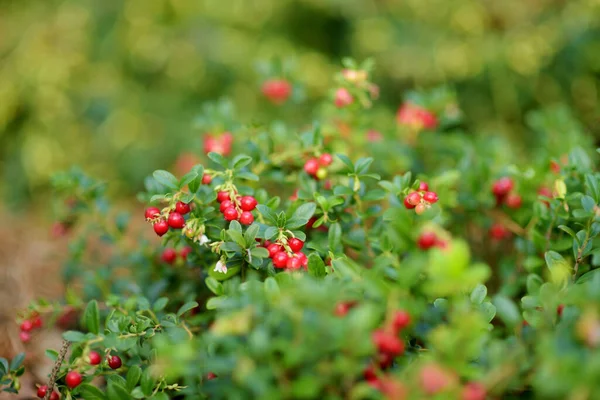 Des Baies Sauvages Sur Buisson Vert Automne — Photo