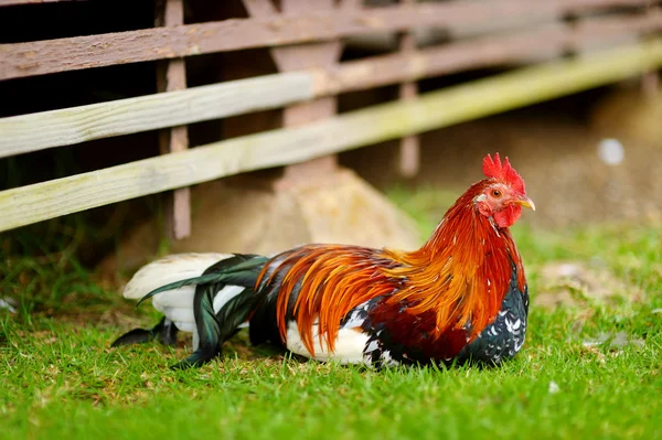 Gallo selvatico in azienda — Foto Stock