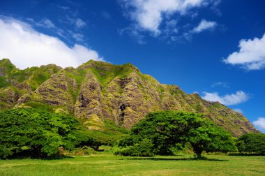 ağaçlar Kualoa çiftlik