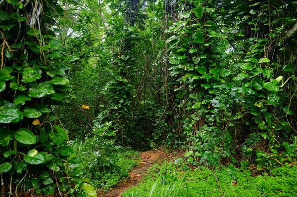 Kalalau-Weg in Kauai — Stockfoto