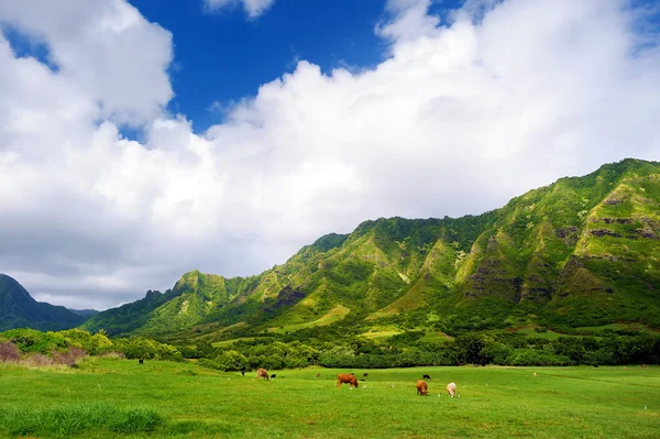 Cliffs and cows of Kualoa Ranch — Stock Photo, Image