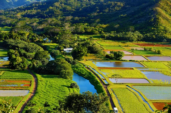 Taro alanları Hanalei Vadisi — Stok fotoğraf