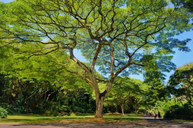 Beautiful tropical tree clipart