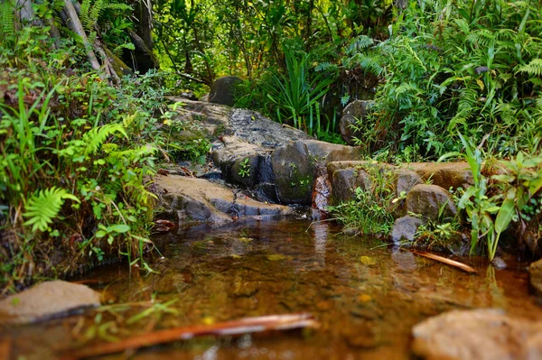 Kleiner tropischer Fluss oder Bach — Stockfoto