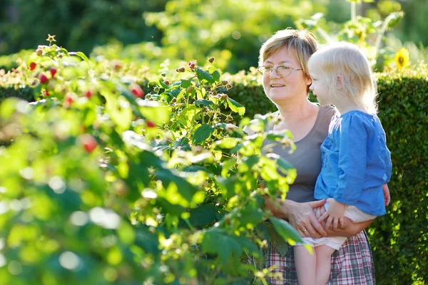 Grandmother and grandchild picking raspberries — Stock Photo, Image