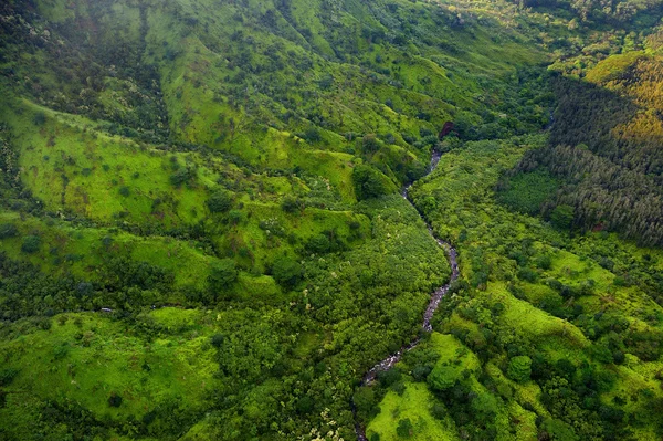 Zelené džungle v Hawaii — Stock fotografie
